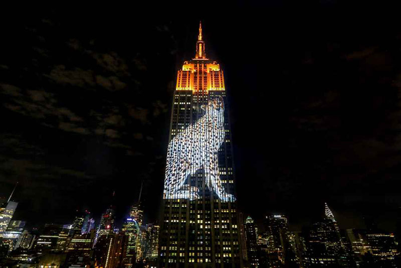 A large-format, projection-mapping display measuring 375 by 186 feet (HxW) displayed endangered species on the Empire State Building from 9 p.m. to midnight on Aug. 1. Pictured here, a snow leopard